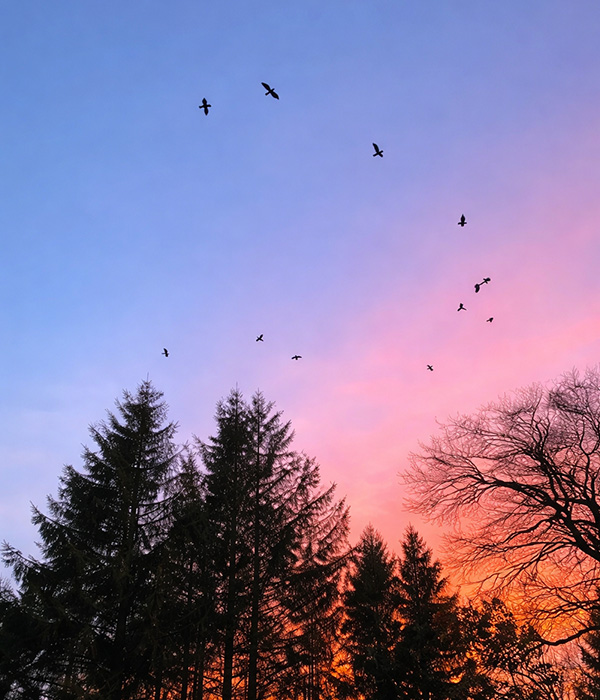 Grovewood Ancient Celtic Healing